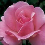 Grandiflora Rose, 'Queen Elizabeth'