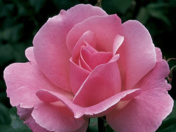 Grandiflora Rose, ‘Queen Elizabeth’