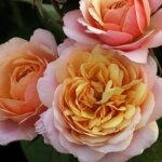 Grandiflora Rose, 'State of Grace'