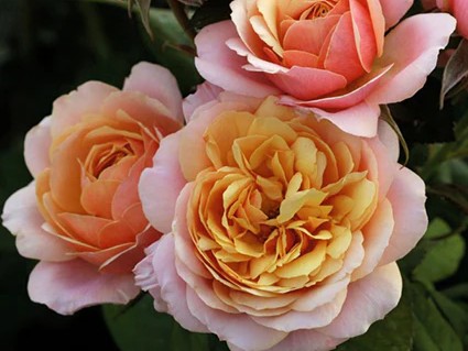 Grandiflora Rose, ‘State of Grace’