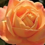 Grandiflora Rose, 'Strike It Rich'