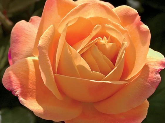 Grandiflora Rose, ‘Strike It Rich’