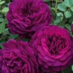 Grandiflora Rose, 'Twilight Zone'