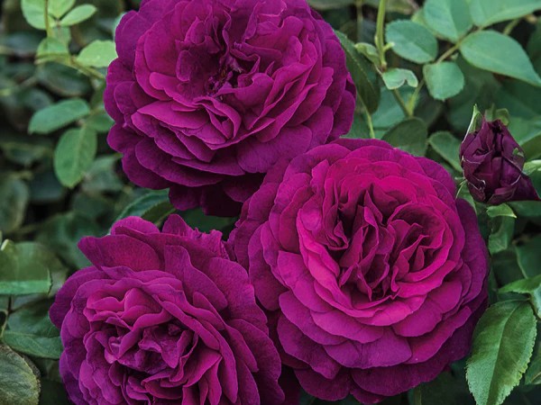 Grandiflora Rose, ‘Twilight Zone’