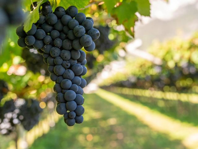 Grape, ‘Eastern Concord’