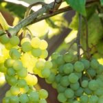 Grape, 'Himrod'