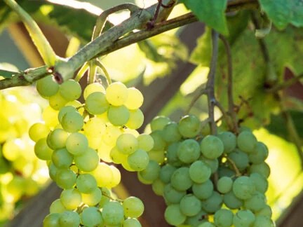 Grape, ‘Himrod’