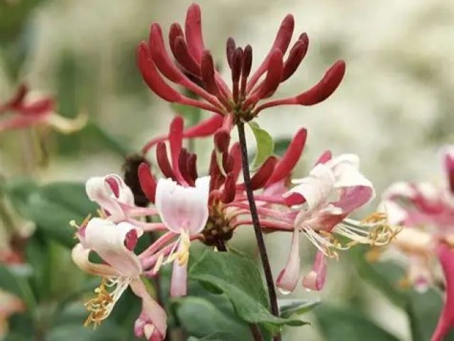 Honeysuckle, Peaches and Cream