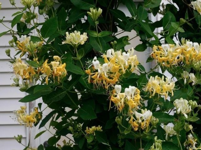 Honeysuckle, Scentsation