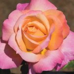 Hybrid Tea Rose, 'Chicago Peace'