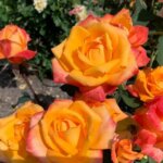 Hybrid Tea Rose, 'Chris Evert'
