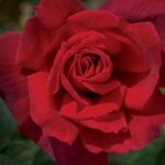 Hybrid Tea Rose, 'Chrysler Imperial'