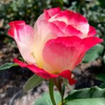Hybrid Tea Rose, 'Double Delight'