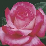 Hybrid Tea Rose, 'Elizabeth Taylor'
