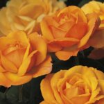 Hybrid Tea Rose, 'Good As Gold'