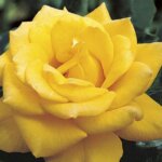 Hybrid Tea Rose, 'Henry Fonda'