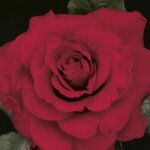 Hybrid Tea Rose, 'In The Mood'