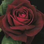 Hybrid Tea Rose, 'Ink Spots'