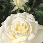 Hybrid Tea Rose, 'John F. Kennedy'