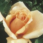 Hybrid Tea Rose, 'Just Joey'
