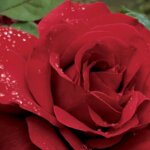 Hybrid Tea Rose, 'Legends'