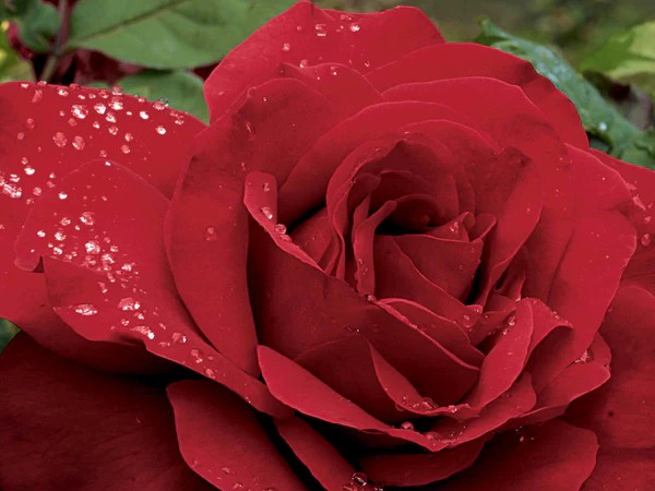 Hybrid Tea Rose, 'Legends' - Campbell's Nursery
