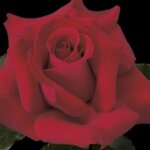 Hybrid Tea Rose, 'Let Freedom Ring'