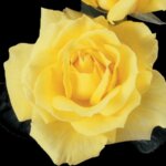 Hybrid Tea Rose, 'Mellow Yellow'