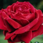 Hybrid Tea Rose, 'Mister Lincoln'