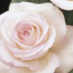 Hybrid Tea Rose, 'Moonstone'