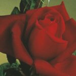 Hybrid Tea Rose, 'Oklahoma'