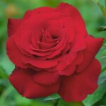 Hybrid Tea Rose, 'Opening Night'