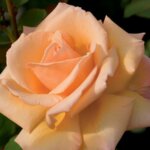 Hybrid Tea Rose, 'Over the Moon'