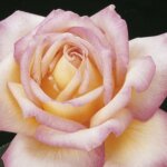 Hybrid Tea Rose, 'Peace'