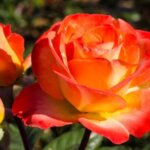 Hybrid Tea Rose, 'Perfect Moment'
