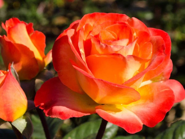 Hybrid Tea Rose, ‘Perfect Moment’