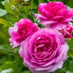 Hybrid Tea Rose, 'Perfume Factory'