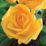 Hybrid Tea Rose, 'Radiant Perfume'