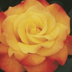 Hybrid Tea Rose, 'Rio Samba'