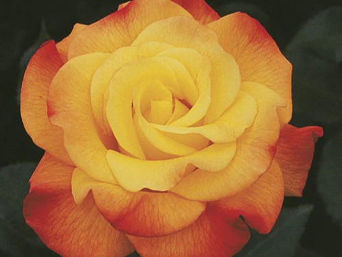 Hybrid Tea Rose, ‘Rio Samba’