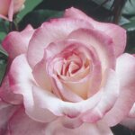 Hybrid Tea Rose, 'Secret'