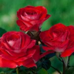 Hybrid Tea Rose, 'Smokin' Hot'