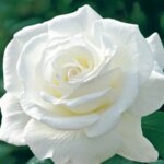 Hybrid Tea Rose, 'Sugar Moon'
