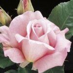 Hybrid Tea Rose, 'Tiffany'