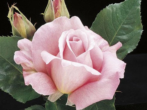 Hybrid Tea Rose, ‘Tiffany’