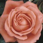 Hybrid Tea Rose, 'Tropicana'