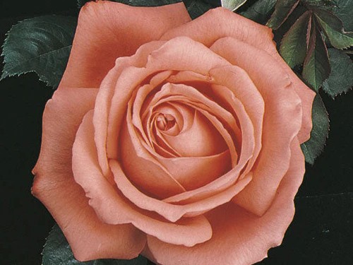 Hybrid Tea Rose, ‘Tropicana’