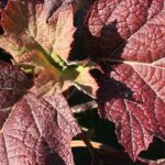 Oakleaf Hydrangea, 'Snow Queen'