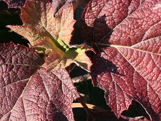 Oakleaf Hydrangea, ‘Snow Queen’