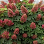 Oakleaf Hydrangea, 'Ruby Slippers'